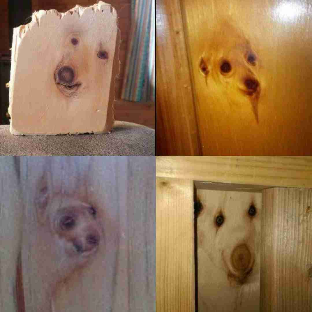 【一応閲覧注意】一瞬ギョッとしてしまいそうな画像を貼ってしまうトピ