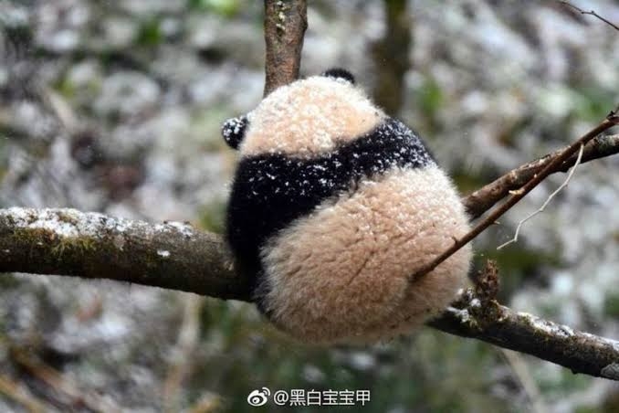 パンダのおしりを集めた写真集『パンけつ』がカレンダーに！ 赤ちゃんパンけつから大人パンけつまで13カ月に渡って楽しめます