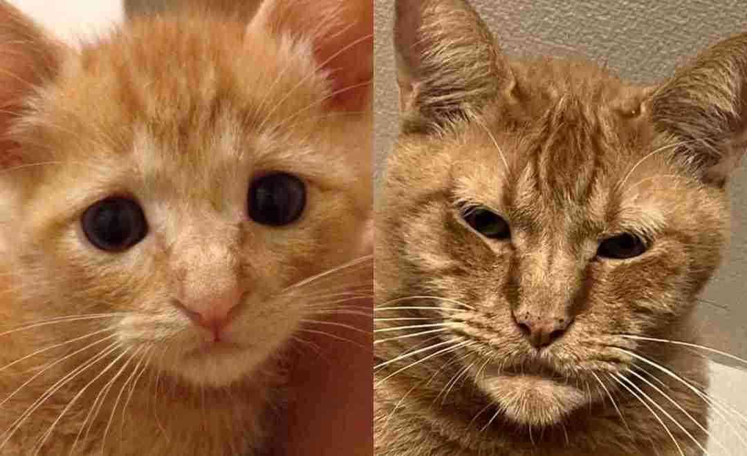 色んなビフォーアフター画像が見たい！part2