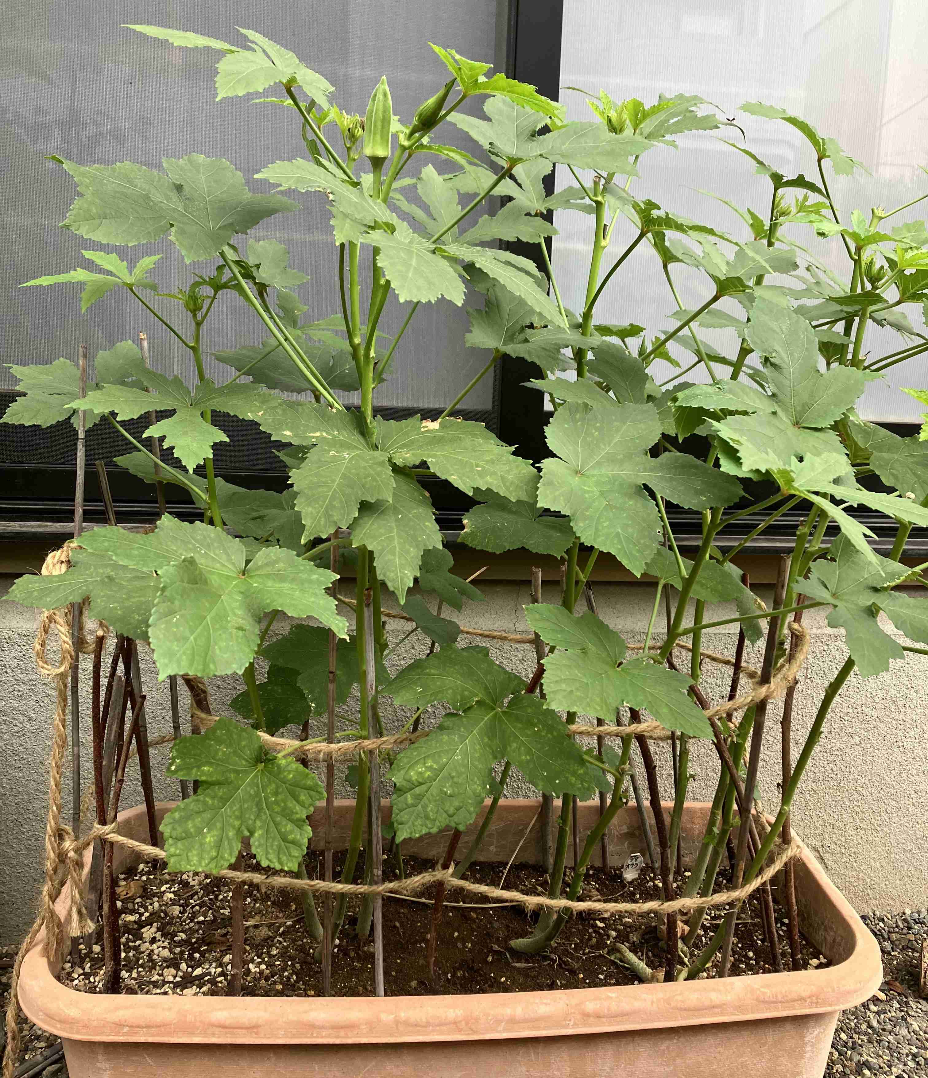 【家庭菜園】軽く自給自足生活がしたい!