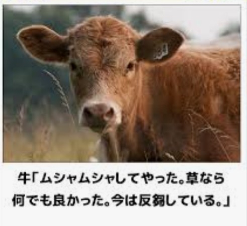 今日食べたおやつを正直に白状するトピ