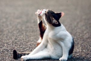 【美容】自分が嫌いだから見た目磨いてるって人【整形】