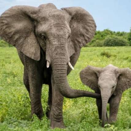 子連れの免許更新