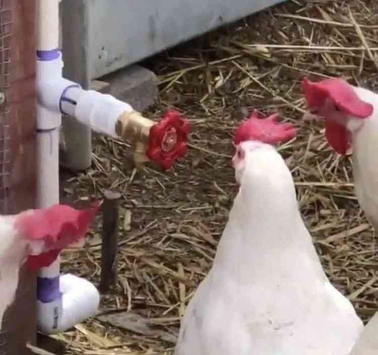 【動物以外】何か可愛いなと思った画像を貼るトピ
