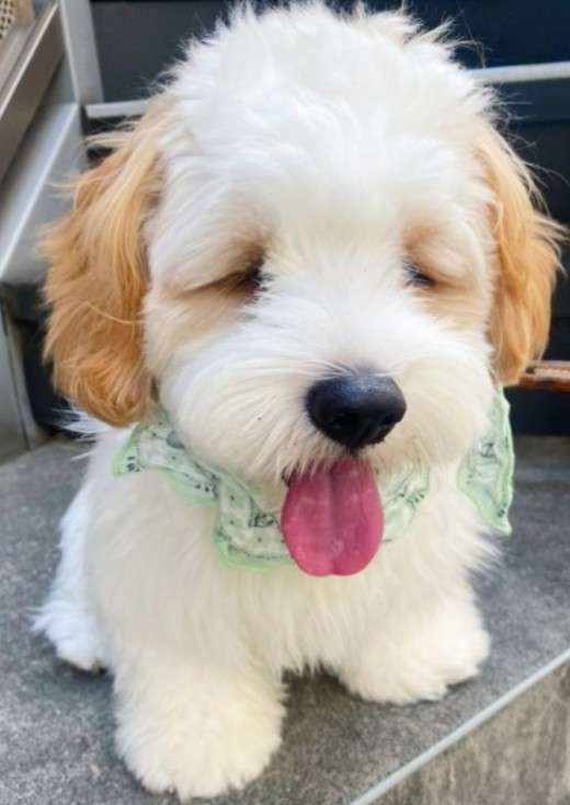 見たいラブストーリーの組み合わせ