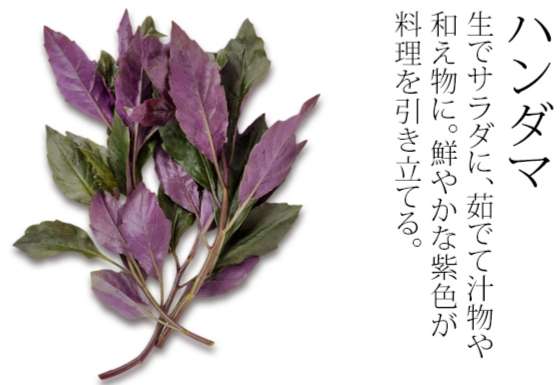 「ちむどんどん」を好意的に見てる人　Part.4