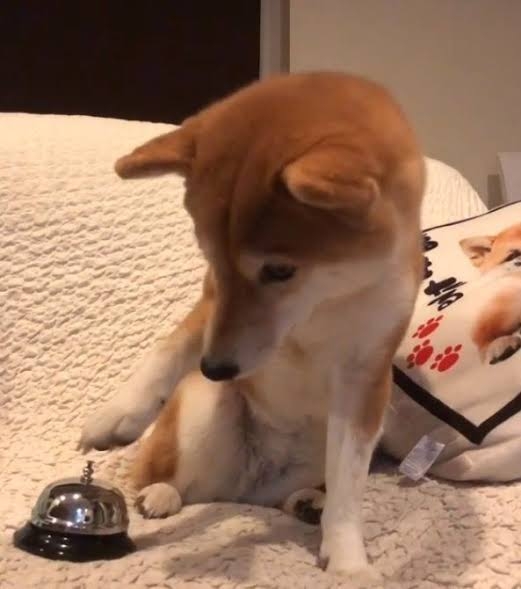 【お宅のペット】ご飯の催促の仕方🐶🐱