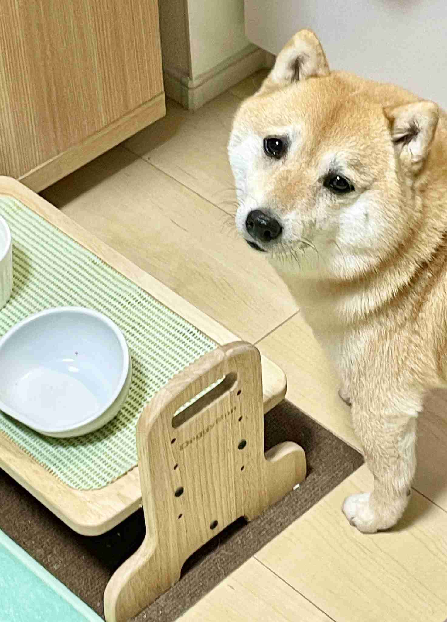 【お宅のペット】ご飯の催促の仕方🐶🐱