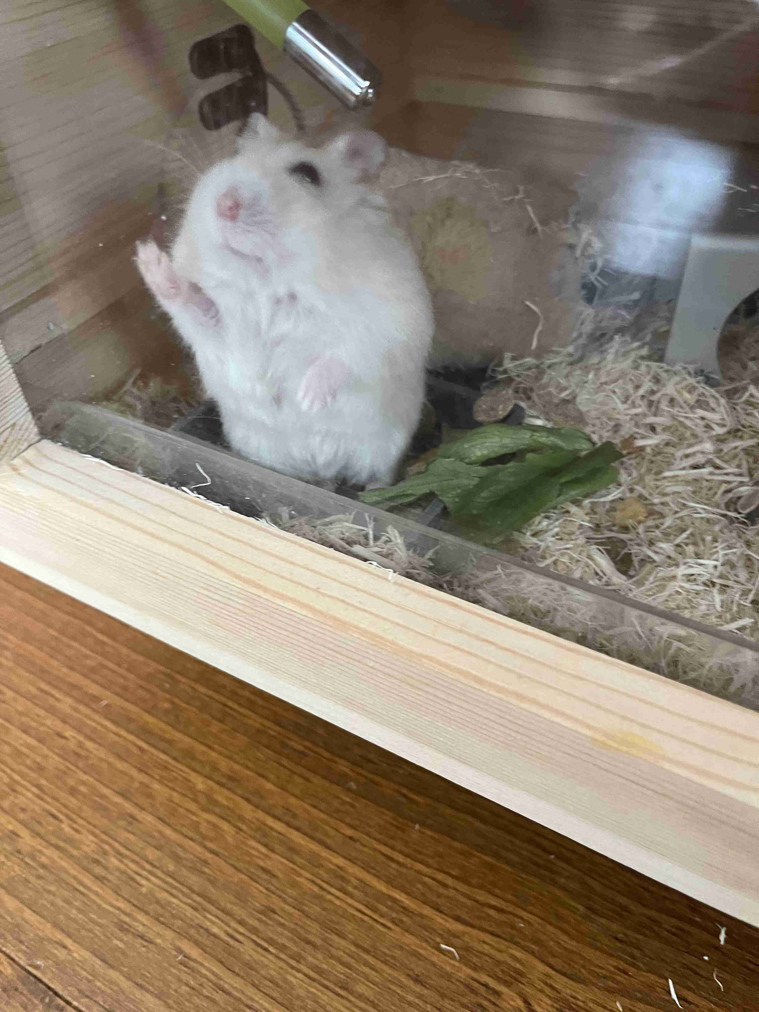 【お宅のペット】ご飯の催促の仕方🐶🐱