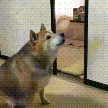 【お宅のペット】ご飯の催促の仕方🐶🐱