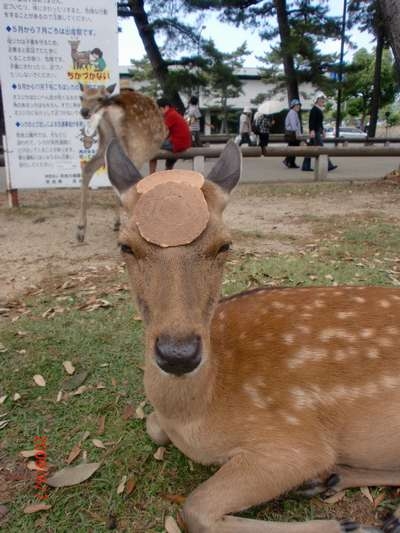都道府県別「肥満要注意ランキング」1位は奈良県、47位は東京都　コロナ禍の影響も