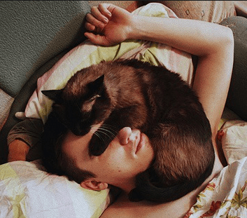 猫のためのベッドがあっても…猫が飼い主の枕を寝床にしたり、飼い主の布団に入りたがる健気な理由