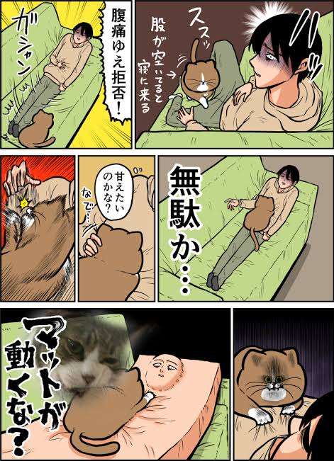 猫のためのベッドがあっても…猫が飼い主の枕を寝床にしたり、飼い主の布団に入りたがる健気な理由