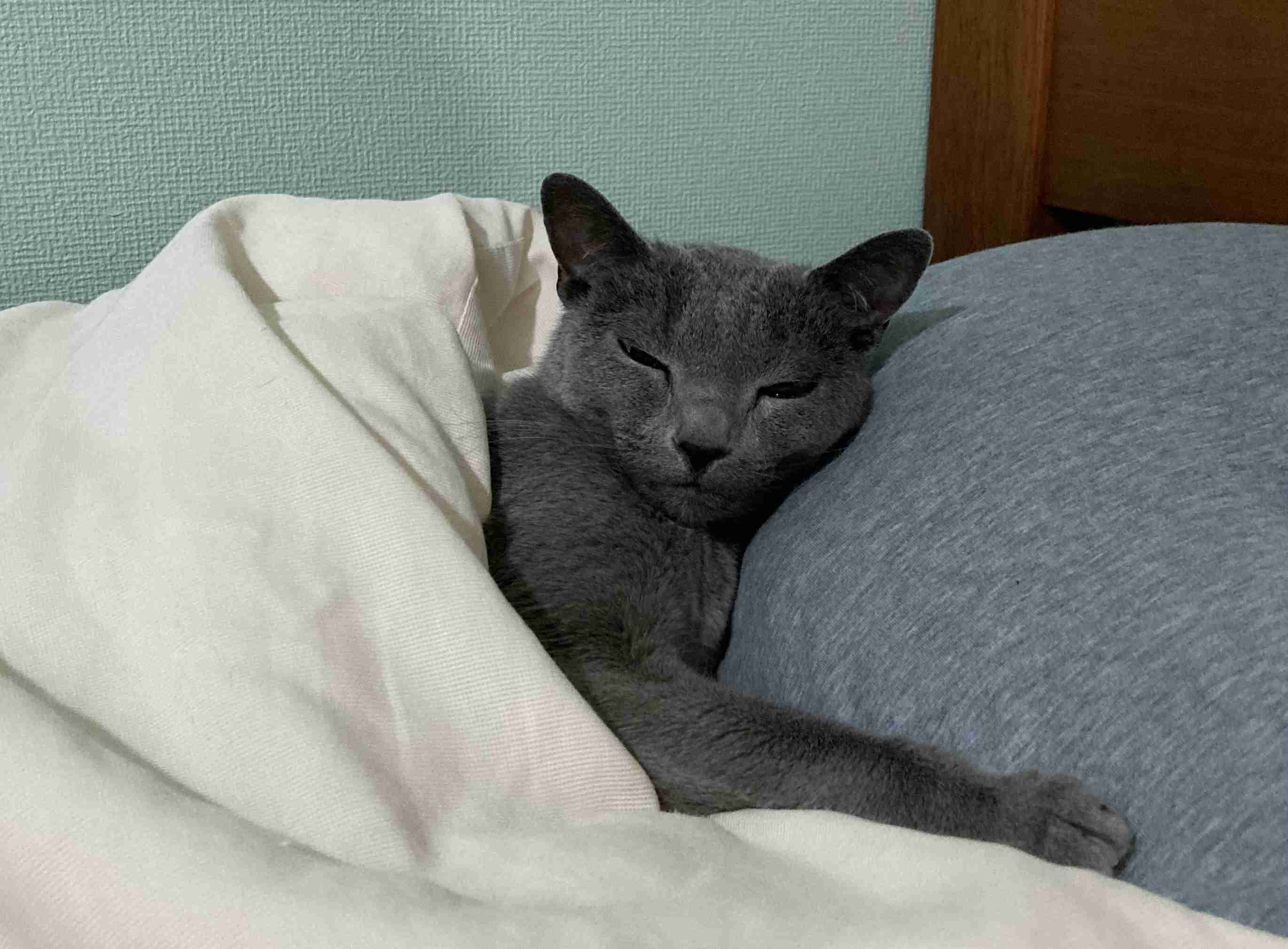 猫のためのベッドがあっても…猫が飼い主の枕を寝床にしたり、飼い主の布団に入りたがる健気な理由