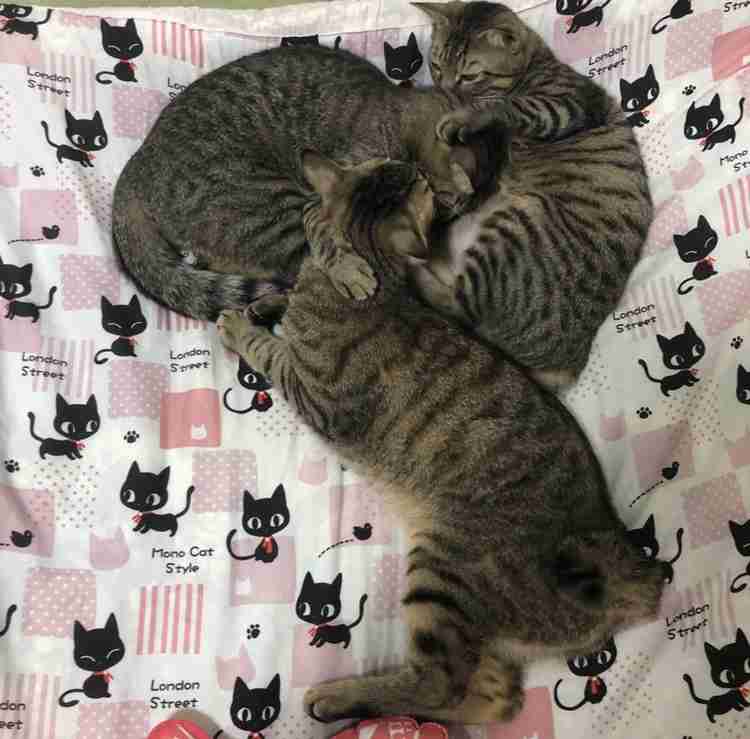 猫のためのベッドがあっても…猫が飼い主の枕を寝床にしたり、飼い主の布団に入りたがる健気な理由