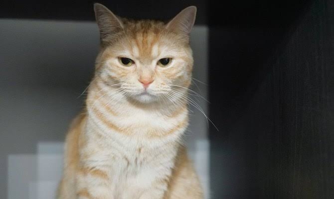 猫のためのベッドがあっても…猫が飼い主の枕を寝床にしたり、飼い主の布団に入りたがる健気な理由
