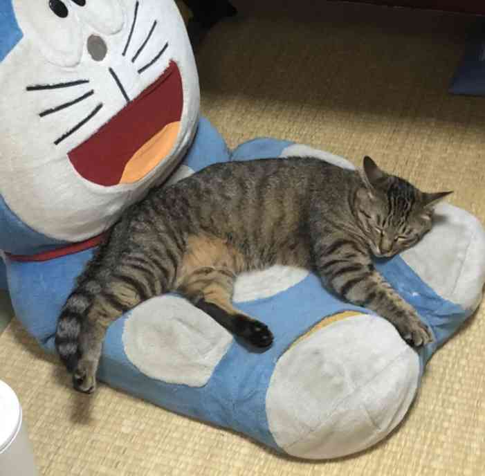 猫のためのベッドがあっても…猫が飼い主の枕を寝床にしたり、飼い主の布団に入りたがる健気な理由