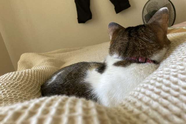 猫のためのベッドがあっても…猫が飼い主の枕を寝床にしたり、飼い主の布団に入りたがる健気な理由