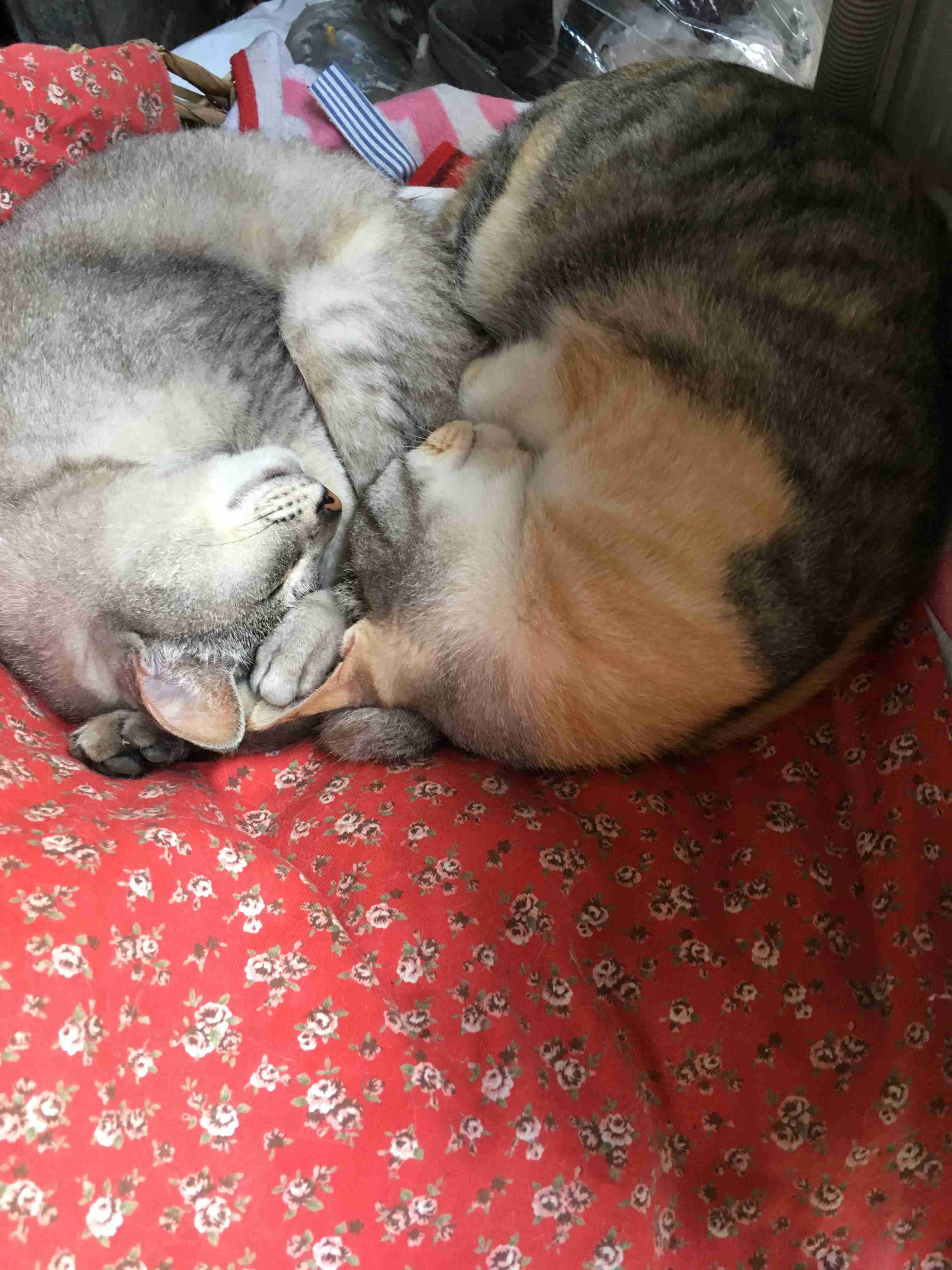 猫のためのベッドがあっても…猫が飼い主の枕を寝床にしたり、飼い主の布団に入りたがる健気な理由