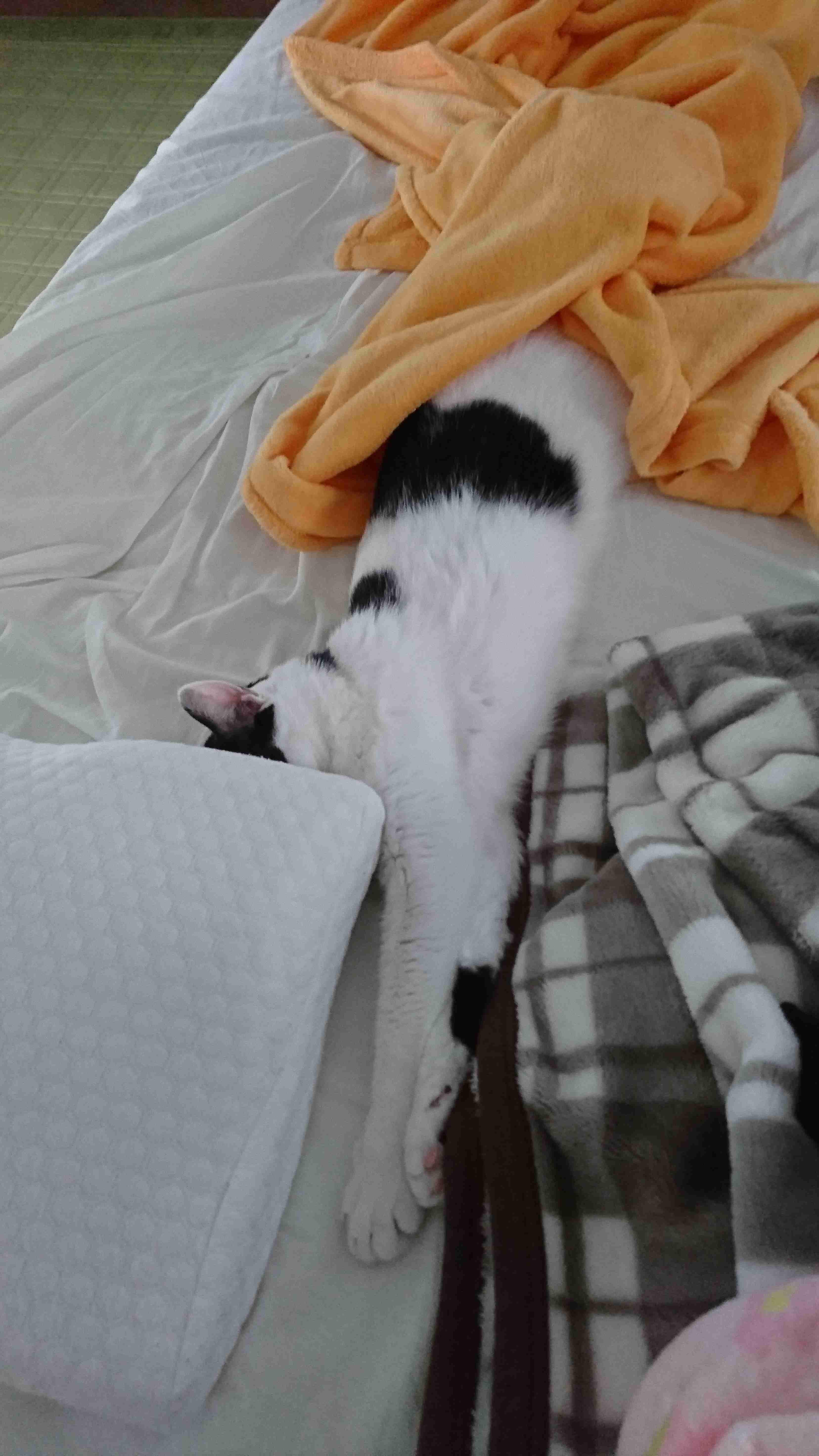 猫のためのベッドがあっても…猫が飼い主の枕を寝床にしたり、飼い主の布団に入りたがる健気な理由