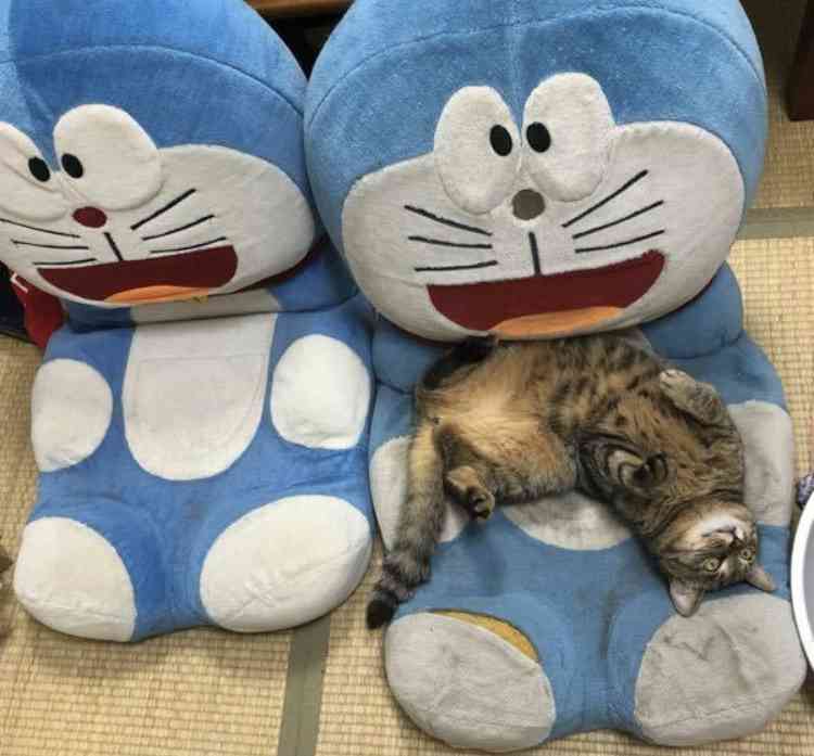 猫のためのベッドがあっても…猫が飼い主の枕を寝床にしたり、飼い主の布団に入りたがる健気な理由