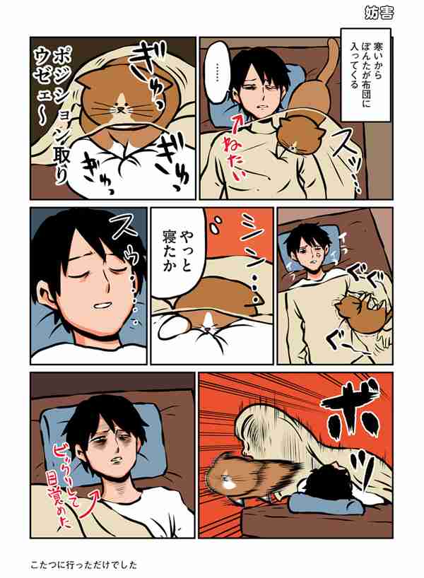 猫のためのベッドがあっても…猫が飼い主の枕を寝床にしたり、飼い主の布団に入りたがる健気な理由