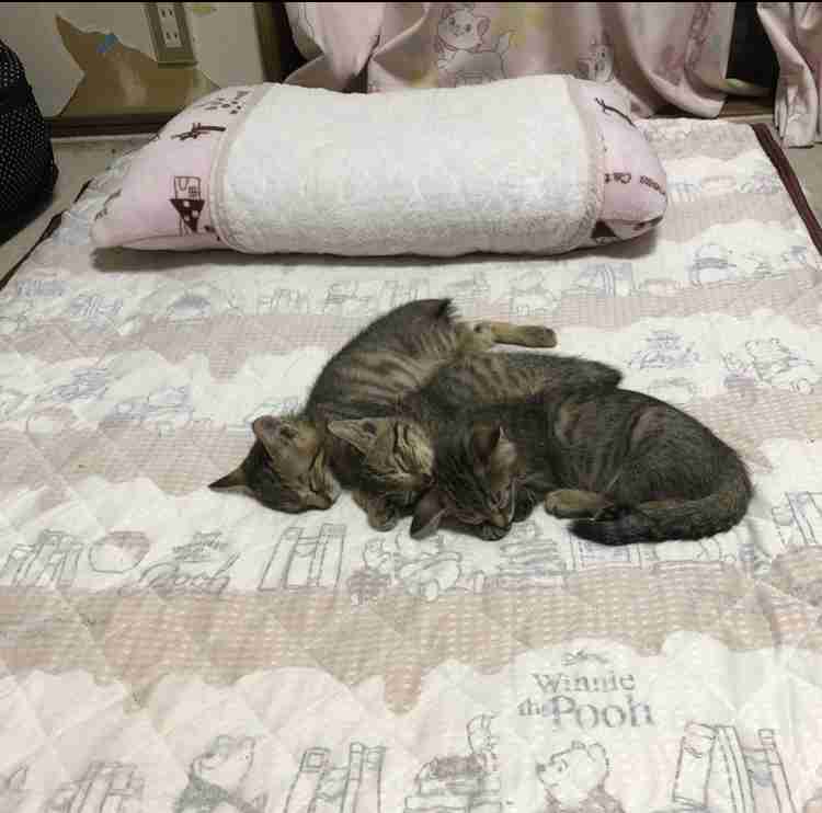 猫のためのベッドがあっても…猫が飼い主の枕を寝床にしたり、飼い主の布団に入りたがる健気な理由