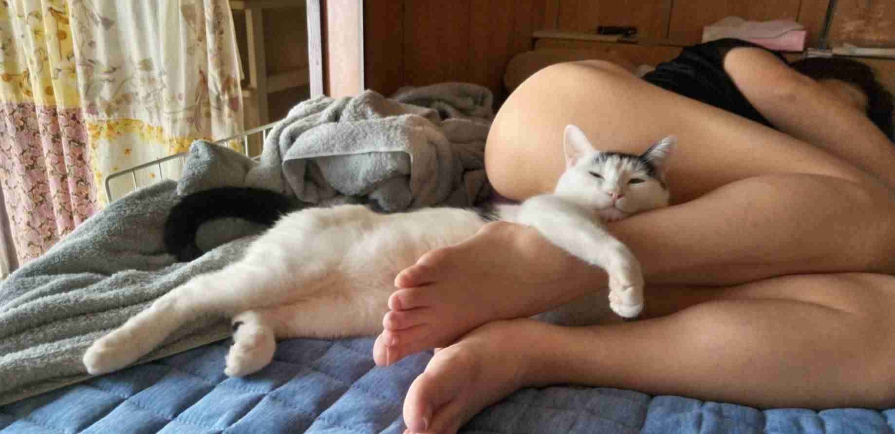 猫のためのベッドがあっても…猫が飼い主の枕を寝床にしたり、飼い主の布団に入りたがる健気な理由