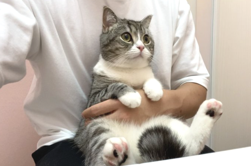 有名人と動物が一緒に写ってる画像を貼るトピ
