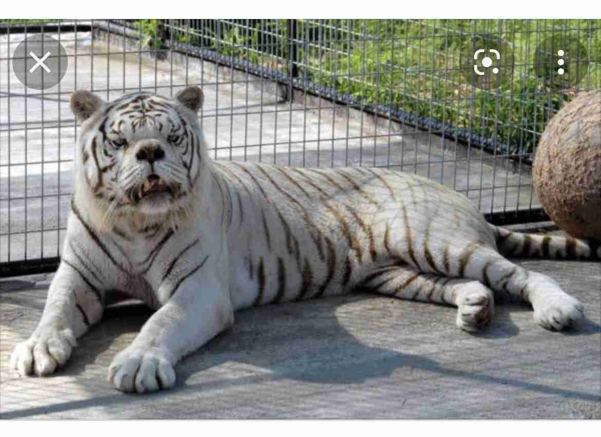 「俺は一体何やってるんだ」ダウン症の子を産む…決断した家族の思い