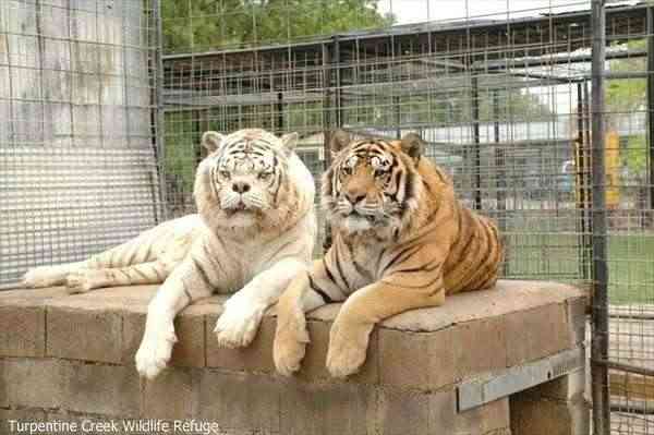 「俺は一体何やってるんだ」ダウン症の子を産む…決断した家族の思い