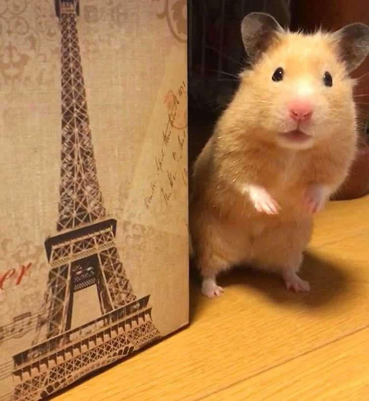 女の友情はハムより薄い