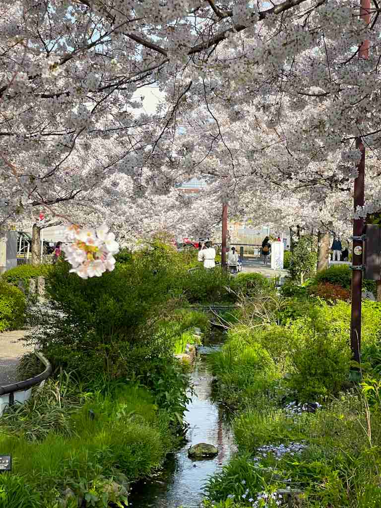 教えて！小田急線沿線のお散歩スポット