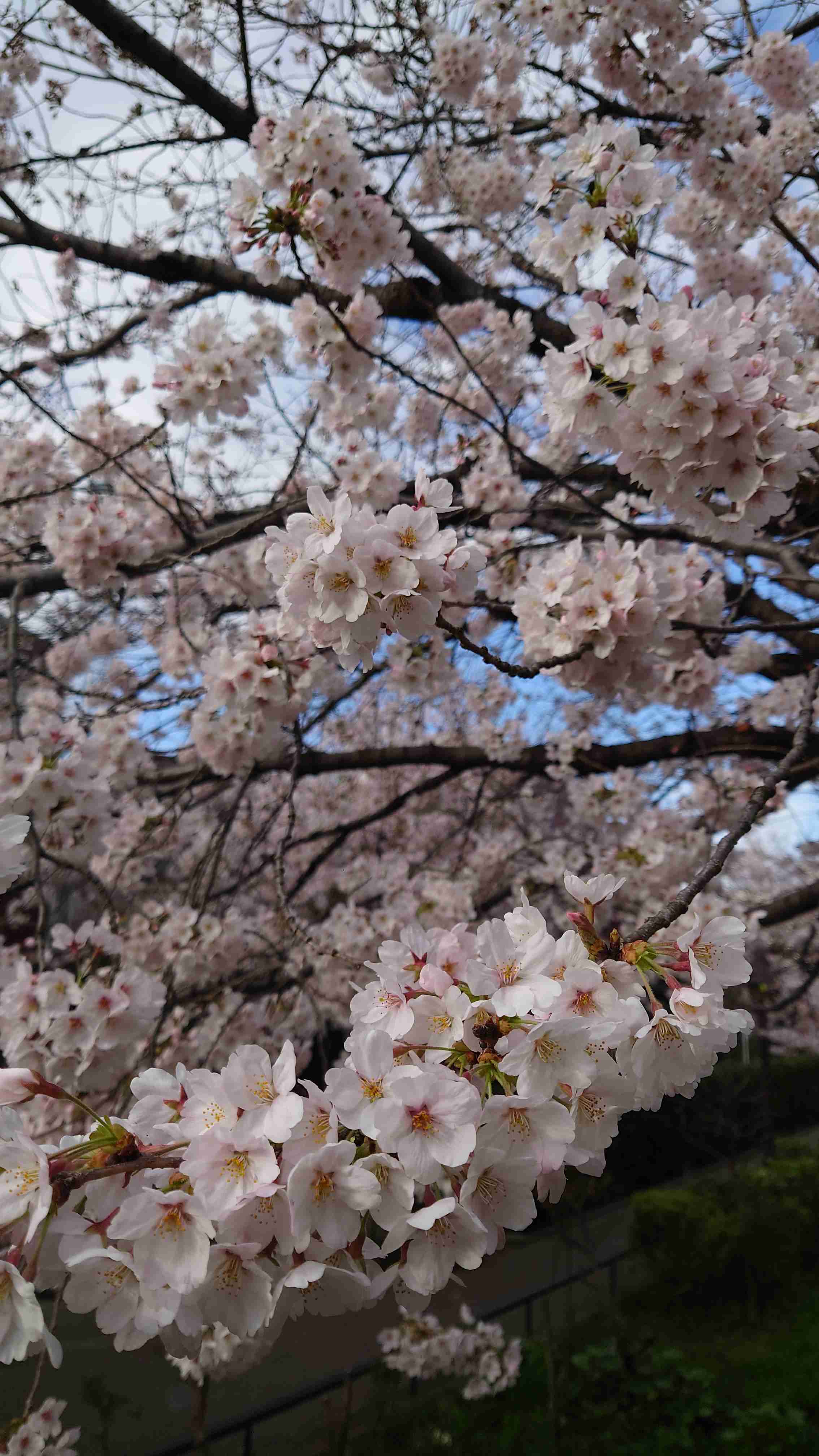 教えて！小田急線沿線のお散歩スポット