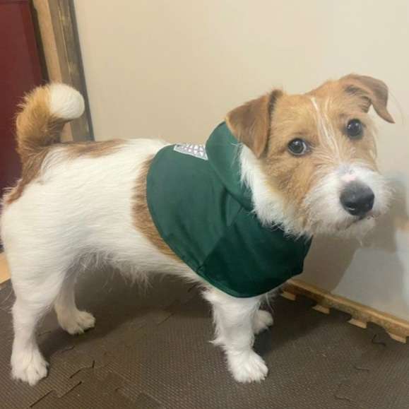 ❮芸人❯ぺこぱが好きな人part２