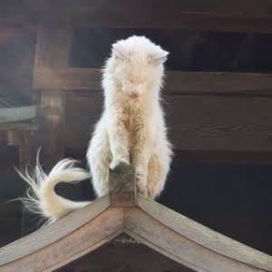 ラスボス感のある画像ください