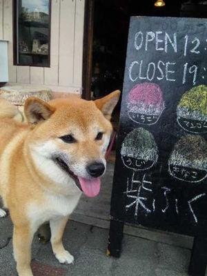 【看板犬】看板動物を貼るトピ【看板猫など】