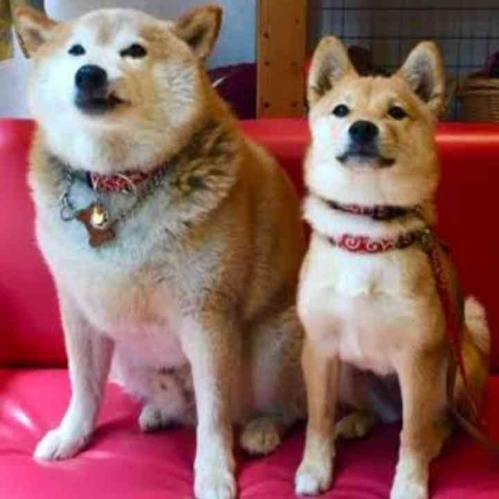 【看板犬】看板動物を貼るトピ【看板猫など】