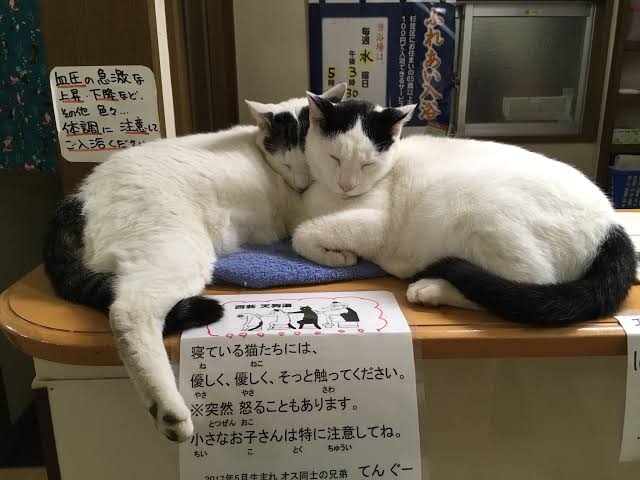 【看板犬】看板動物を貼るトピ【看板猫など】
