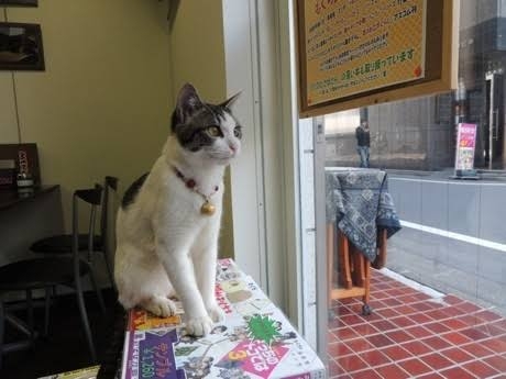 【看板犬】看板動物を貼るトピ【看板猫など】