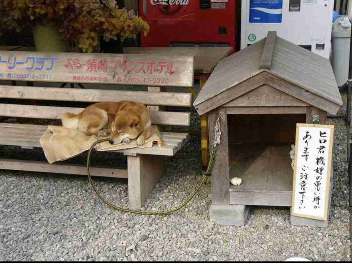 【看板犬】看板動物を貼るトピ【看板猫など】