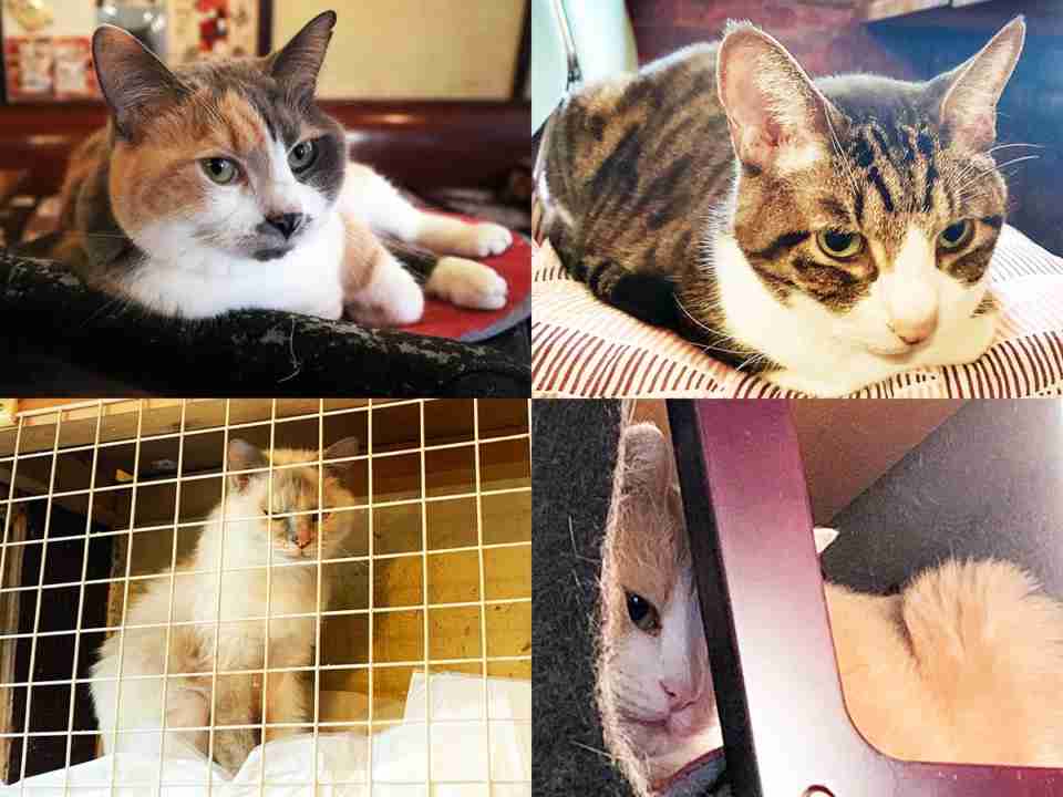 【看板犬】看板動物を貼るトピ【看板猫など】