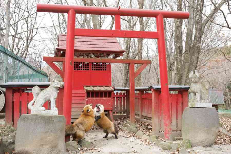 【看板犬】看板動物を貼るトピ【看板猫など】