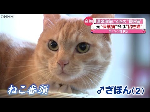 【看板犬】看板動物を貼るトピ【看板猫など】