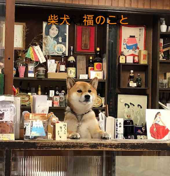 【看板犬】看板動物を貼るトピ【看板猫など】