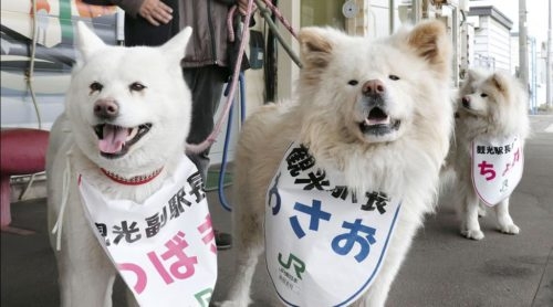 【看板犬】看板動物を貼るトピ【看板猫など】