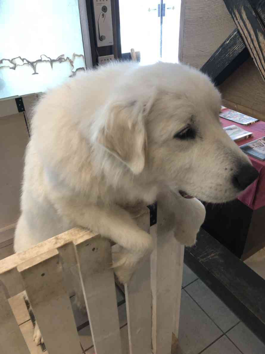 【看板犬】看板動物を貼るトピ【看板猫など】