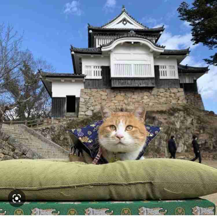 【看板犬】看板動物を貼るトピ【看板猫など】
