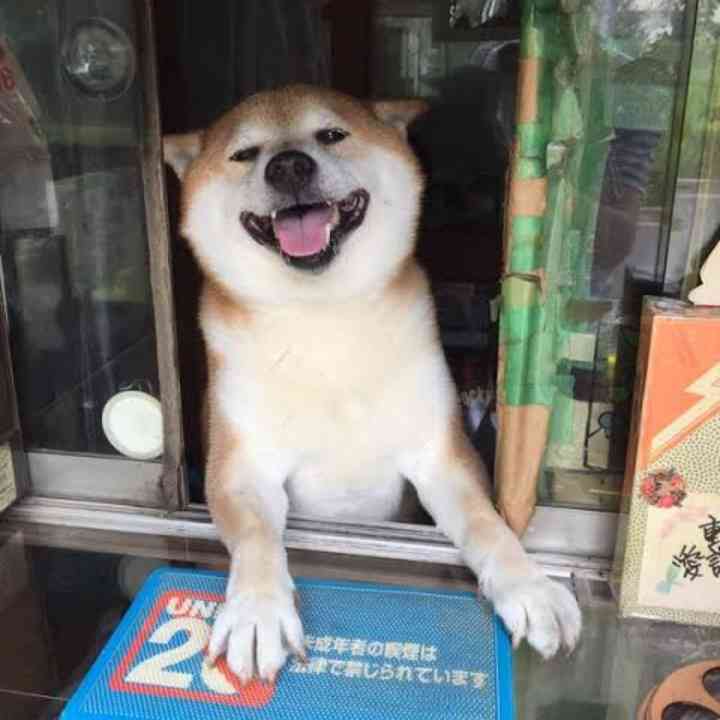 【看板犬】看板動物を貼るトピ【看板猫など】