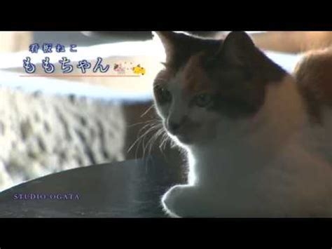 【看板犬】看板動物を貼るトピ【看板猫など】